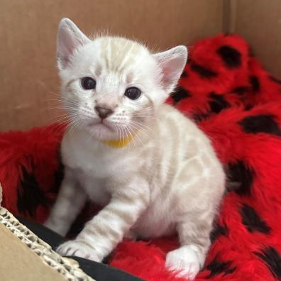 Bengal Kittens UK