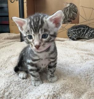bengal kitten directory